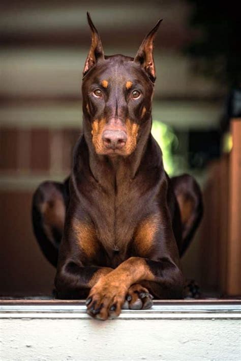 doberman doberman pinscher|doberman pinscher personality.